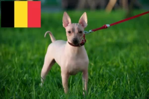 Read more about the article Amerikansk Hårløs Terrier opdrættere og hvalpe i Belgien