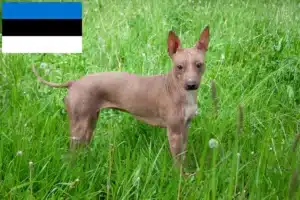 Read more about the article Amerikansk Hårløs Terrier opdrættere og hvalpe i Estland