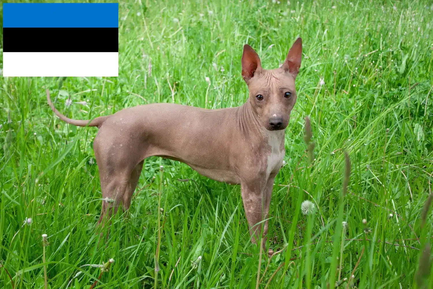 Read more about the article Amerikansk Hårløs Terrier opdrættere og hvalpe i Estland