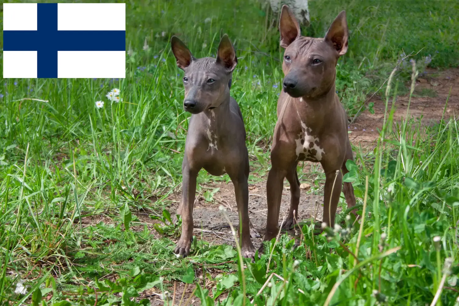 Read more about the article Amerikansk Hårløs Terrier opdrættere og hvalpe i Finland