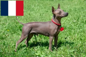 Read more about the article Amerikansk Hårløs Terrier opdrættere og hvalpe i Frankrig
