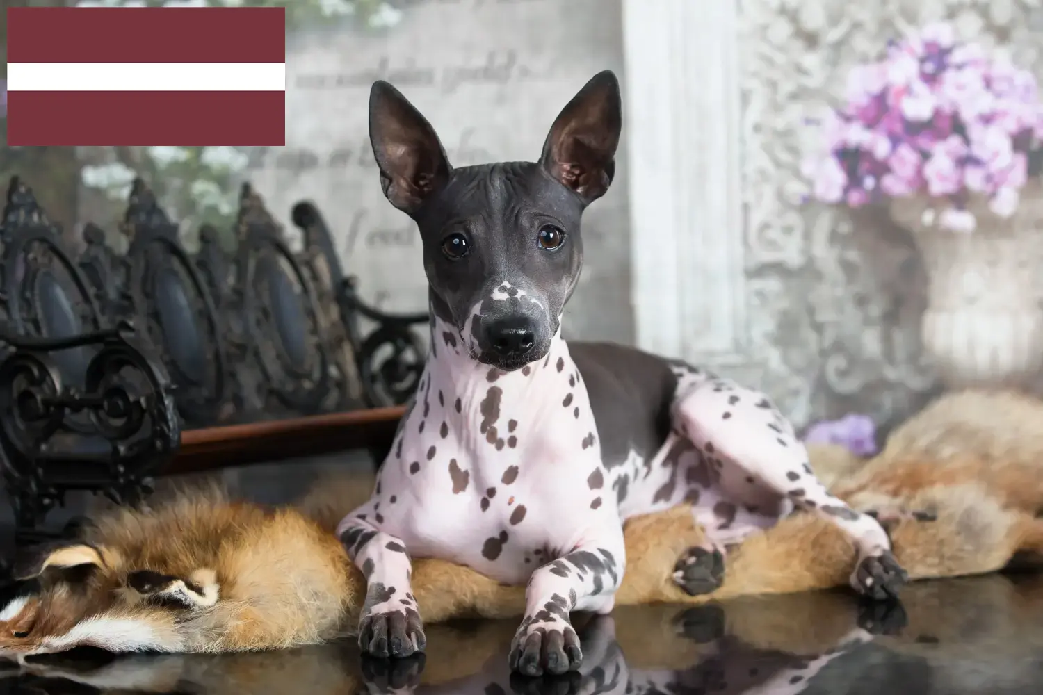 Read more about the article Amerikansk Hårløs Terrier opdrættere og hvalpe i Letland