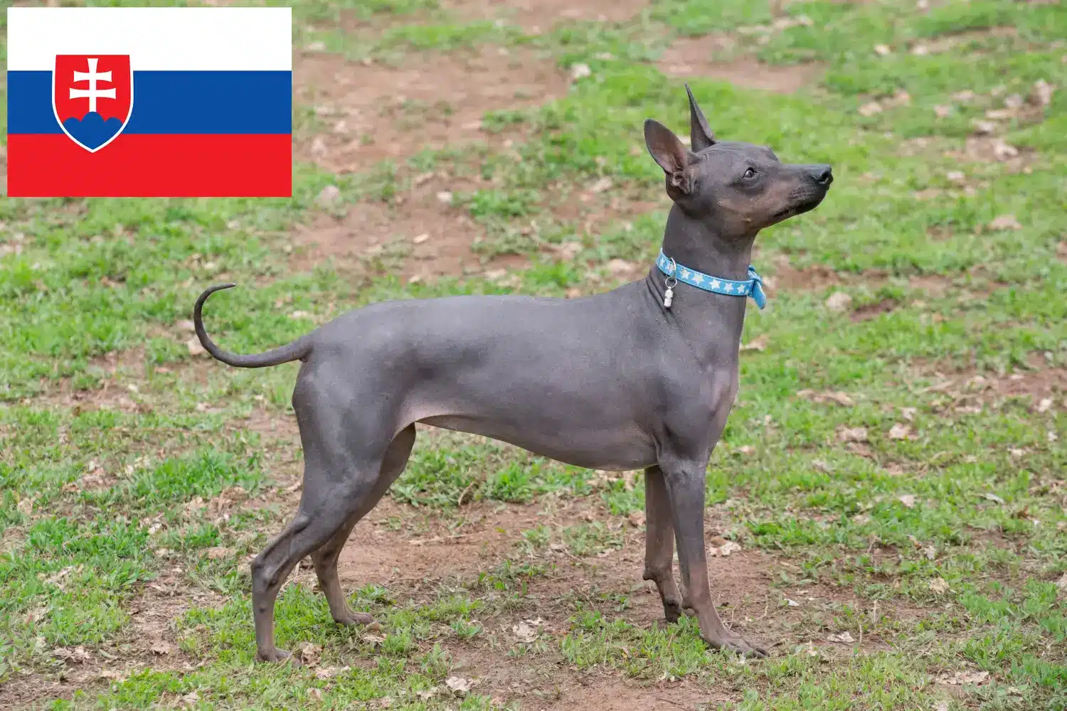 Read more about the article Amerikansk hårløs terrier opdrættere og hvalpe i Slovakiet
