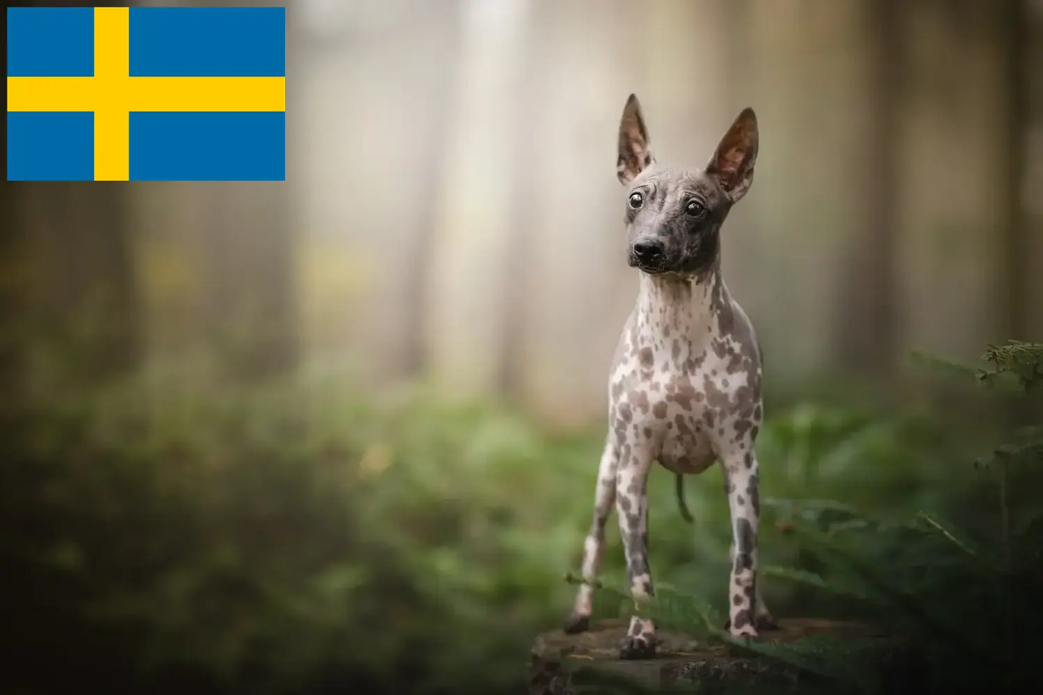Read more about the article Amerikansk Hårløs Terrier opdrættere og hvalpe i Sverige