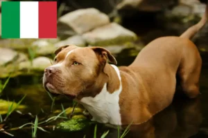 Read more about the article Amerikansk Pit Bull Terrier opdrættere og hvalpe i Italien