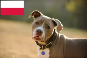 Read more about the article Amerikansk Pit Bull Terrier opdrættere og hvalpe i Polen