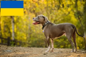 Read more about the article Amerikansk Pit Bull Terrier opdrættere og hvalpe i Ukraine