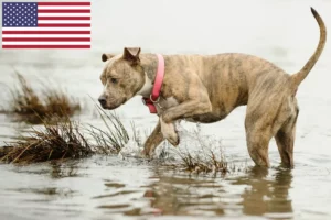 Read more about the article Amerikansk Pit Bull Terrier opdrættere og hvalpe i USA