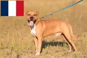 Read more about the article Amerikansk Staffordshire Terrier opdrættere og hvalpe i Frankrig