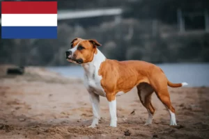 Read more about the article Amerikansk Staffordshire Terrier opdrættere og hvalpe i Holland