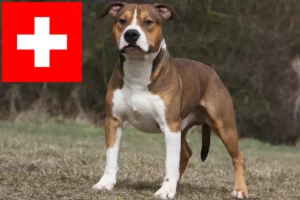 Read more about the article Amerikansk Staffordshire Terrier opdrættere og hvalpe i Schweiz
