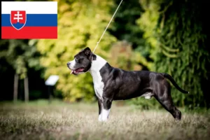 Read more about the article Amerikansk Staffordshire Terrier opdrættere og hvalpe i Slovakiet