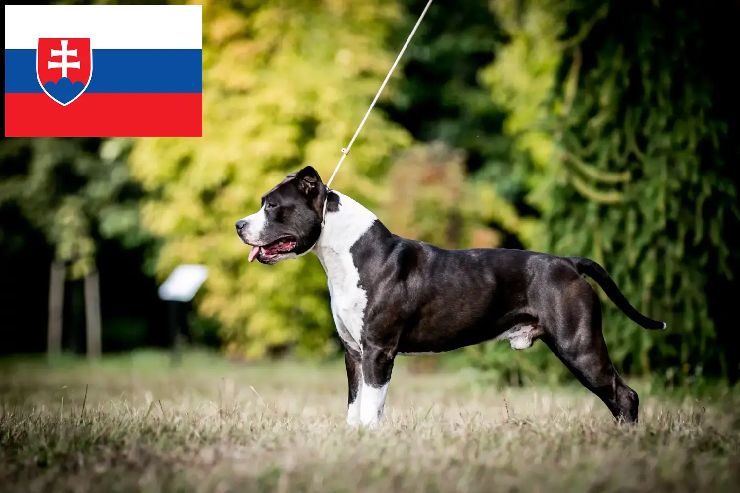 American Staffordshire Terrier hvalpe og opdrættere Slovakiet Find her opdrættere af amerikansk staffordshire terrier i Slovakiet.