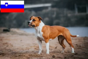 Read more about the article Amerikansk Staffordshire Terrier opdrættere og hvalpe i Slovenien