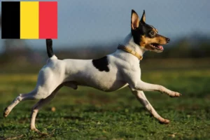 Read more about the article Amerikansk Toy Terrier opdrættere og hvalpe i Belgien