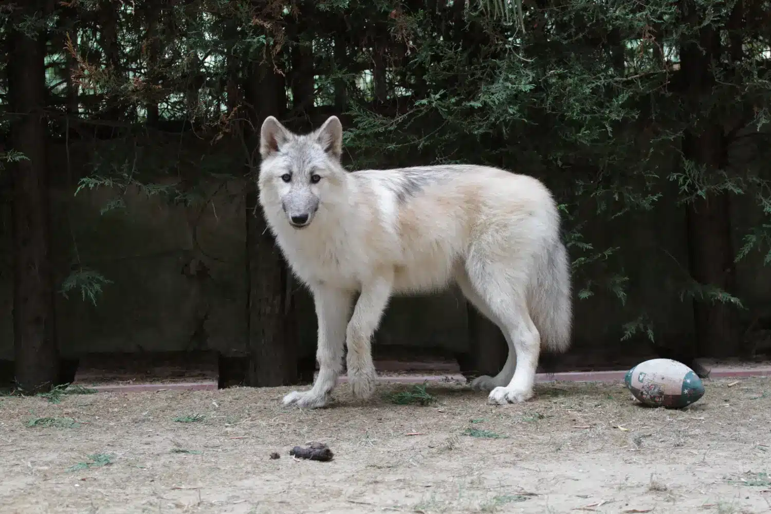 Amerikanske ulvehundehvalpe og opdrættere Find amerikanske ulvehundeopdrættere i nærheden af dig.
