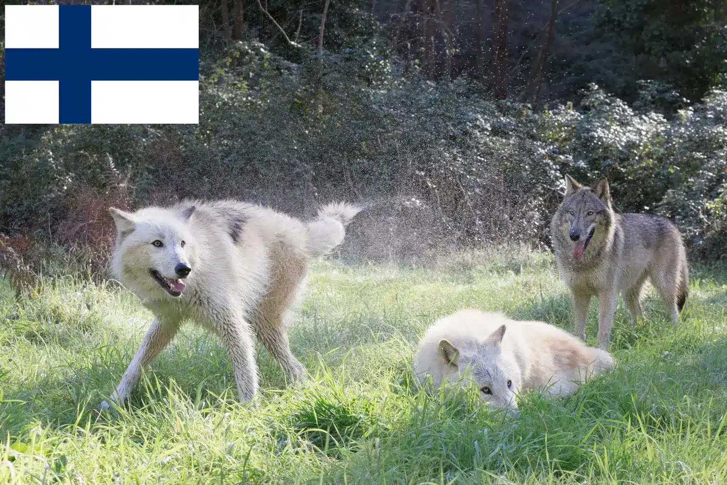 Amerikanske ulvehundehvalpe og opdrættere Finland Find opdrættere af amerikanske ulvehunde i Finland her.
