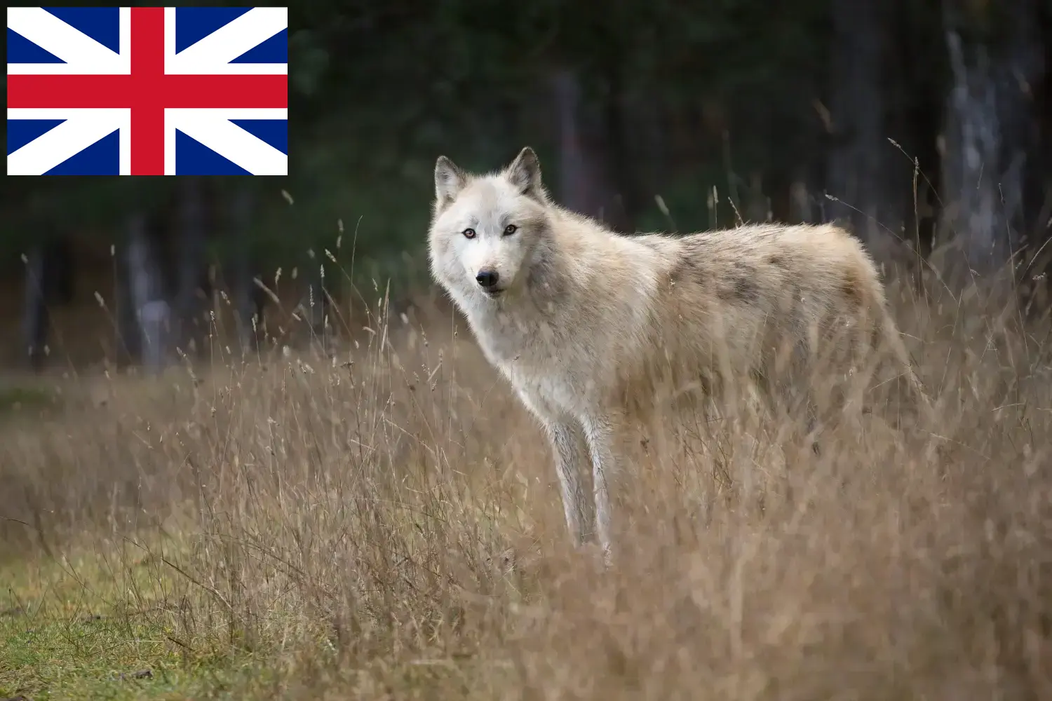 Amerikanske ulvehundehvalpe og opdrættere Storbritannien Her kan du finde opdrættere af amerikanske ulvehunde i Storbritannien.