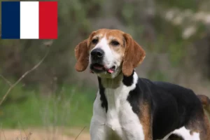 Read more about the article Anglo-Français de Petite Vénerie opdrættere og hvalpe i Frankrig