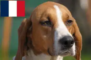 Read more about the article Anglo-Français de Petite Vénerie opdrættere og hvalpe på Réunion