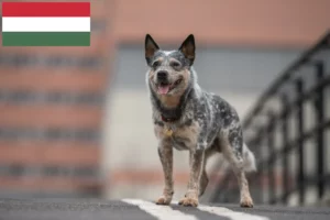 Read more about the article Australian Cattle Dog opdrættere og hvalpe i Ungarn