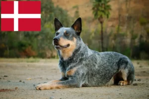Read more about the article Australian Cattle Dog opdrættere og hvalpe i Danmark