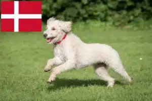 Read more about the article Australian Labradoodle opdrættere og hvalpe i Danmark