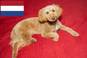 Read more about the article Australian Labradoodle opdrættere og hvalpe i Holland