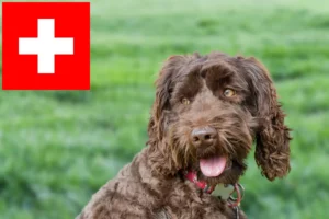 Read more about the article Opdrættere og hvalpe af australsk labradoodle i Schweiz