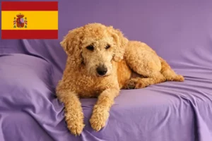 Read more about the article Opdrættere og hvalpe af australsk labradoodle i Spanien