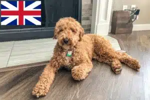 Read more about the article Opdrættere og hvalpe af australsk labradoodle i Storbritannien