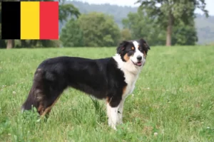 Read more about the article Australian Shepherd opdrættere og hvalpe i Belgien