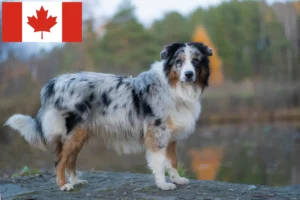 Read more about the article Australian Shepherd-opdrættere og hvalpe i Canada