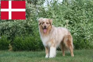 Read more about the article Australian Shepherd opdrættere og hvalpe i Danmark