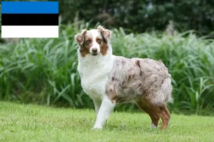 Read more about the article Australian Shepherd-opdrættere og hvalpe i Estland