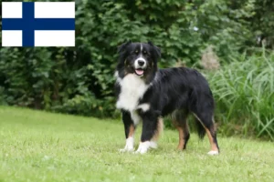 Read more about the article Australian Shepherd-opdrættere og hvalpe i Finland