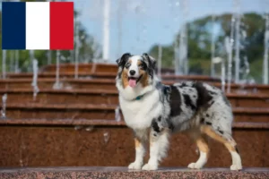 Read more about the article Australian Shepherd-opdrættere og hvalpe i Frankrig