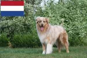Read more about the article Australian Shepherd-opdrættere og hvalpe i Holland
