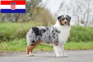Read more about the article Australian Shepherd-opdrættere og hvalpe i Kroatien