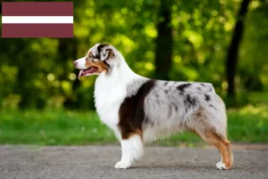 Read more about the article Australian Shepherd-opdrættere og hvalpe i Letland