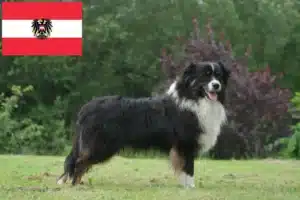 Read more about the article Australian Shepherd-opdrættere og hvalpe i Østrig