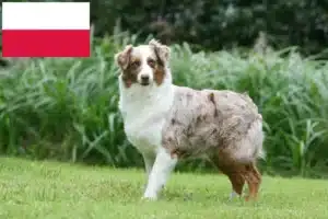 Read more about the article Australian Shepherd-opdrættere og hvalpe i Polen