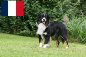 Read more about the article Australian Shepherd-opdrættere og hvalpe på Réunion