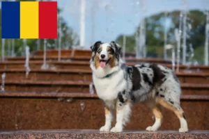 Read more about the article Australian Shepherd-opdrættere og hvalpe i Rumænien