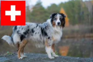 Read more about the article Australian Shepherd-opdrættere og hvalpe i Schweiz