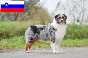 Read more about the article Australian Shepherd-opdrættere og hvalpe i Slovenien