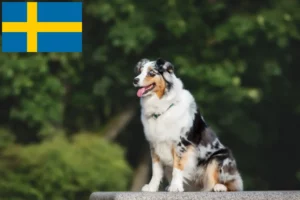Read more about the article Australian Shepherd-opdrættere og hvalpe i Sverige