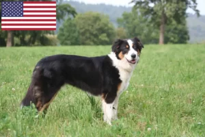 Read more about the article Australian Shepherd-opdrættere og hvalpe i USA
