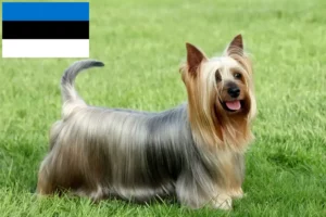 Read more about the article Opdrættere og hvalpe af australsk silky terrier i Estland