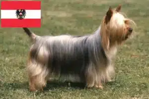 Read more about the article Opdrættere og hvalpe af australsk silky terrier i Østrig